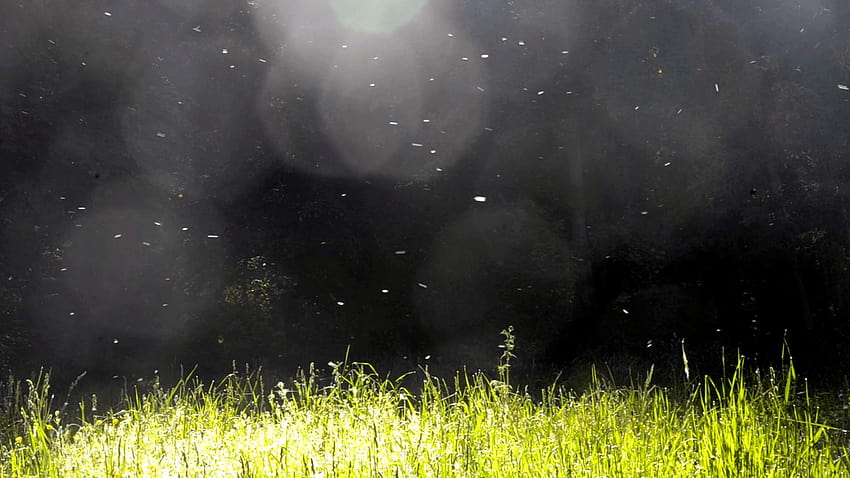 Le duvet de peuplier vole au-dessus d'une pelouse d'herbe verte avec un fond noir foncé, nature sombre Fond d'écran HD