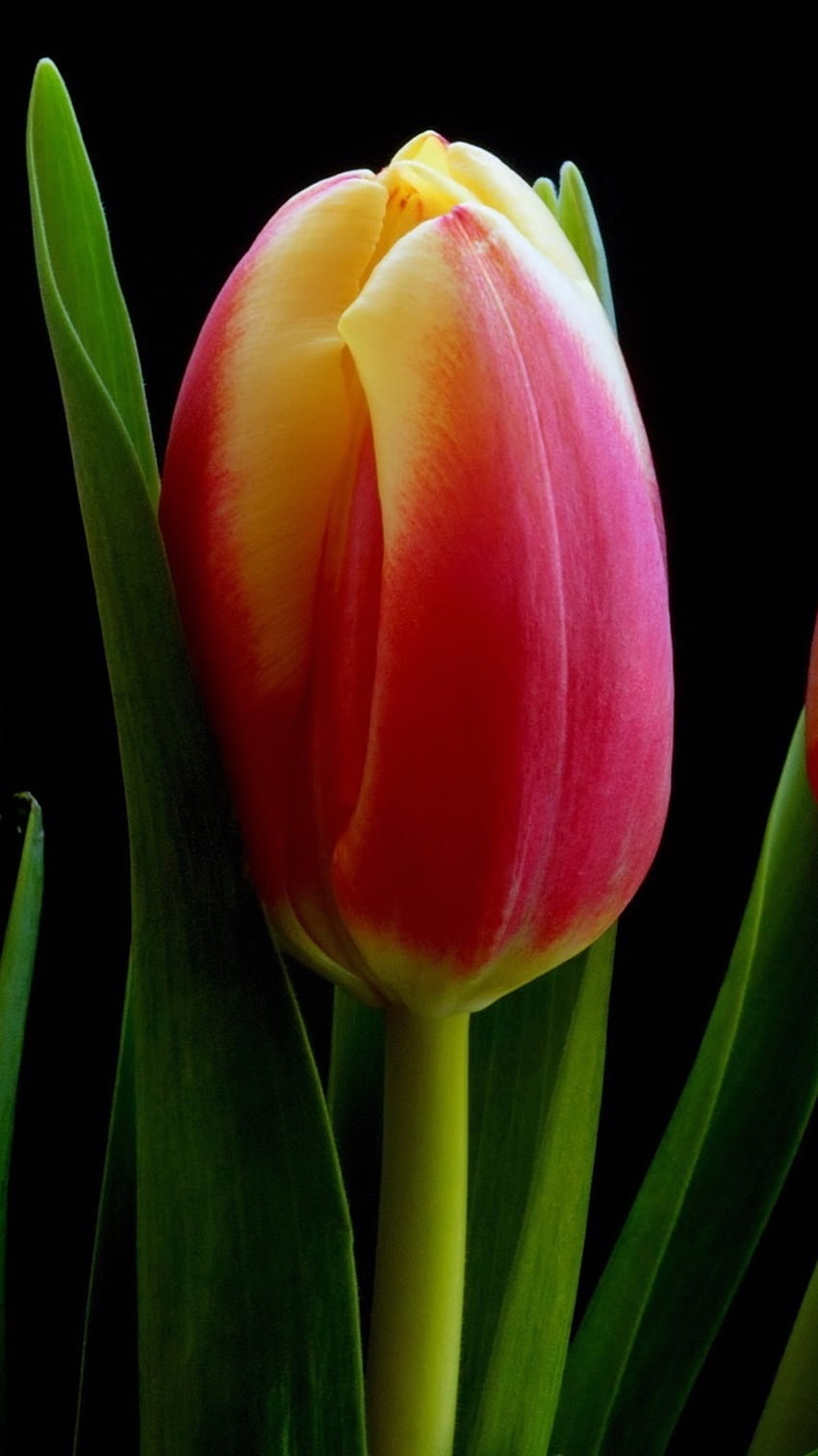 Bunga tulip merah oranye kuning, latar belakang hitam 2560x1600, iphone tulip gelap wallpaper ponsel HD