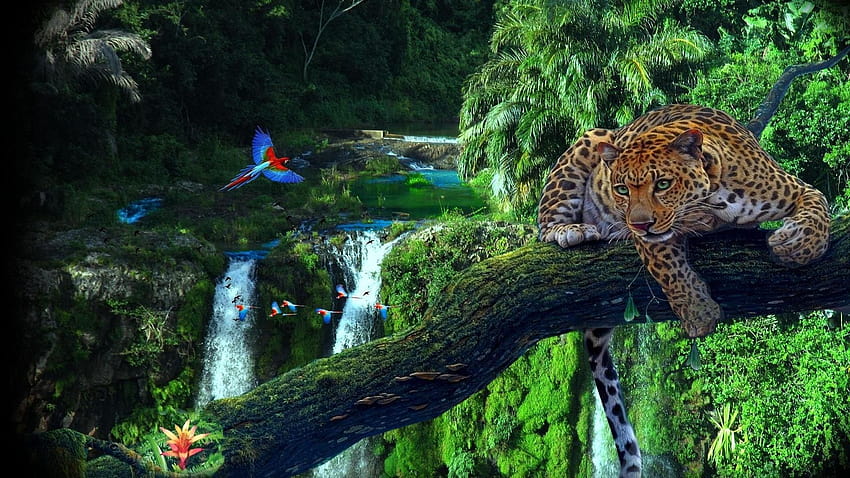 Tropikal Yağmur Ormanı, tropikal orman bilgisayarı HD duvar kağıdı