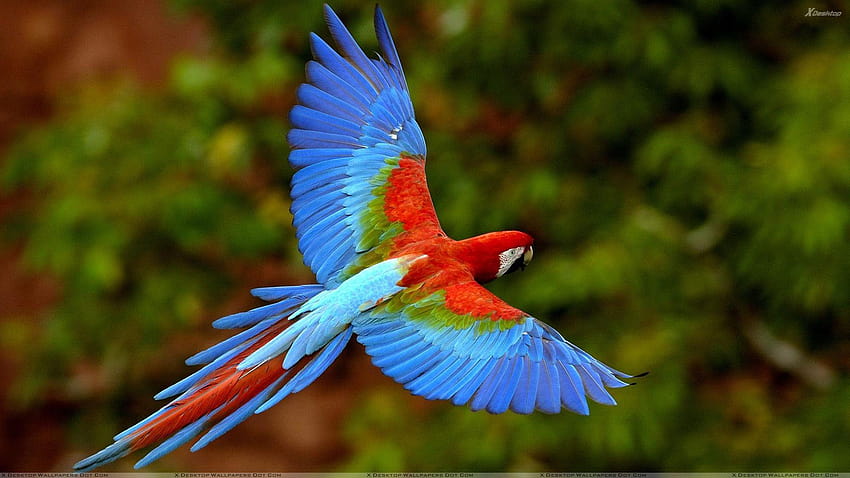 Beautiful Blue Bird Flying In The Wild, bird for HD wallpaper