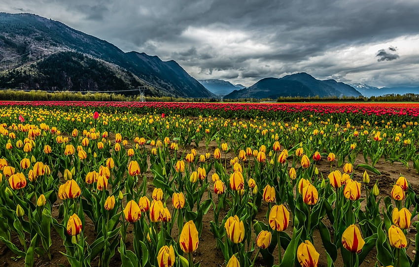 field, clouds, snow, landscape, flowers, mountains, mountain of tulips HD wallpaper