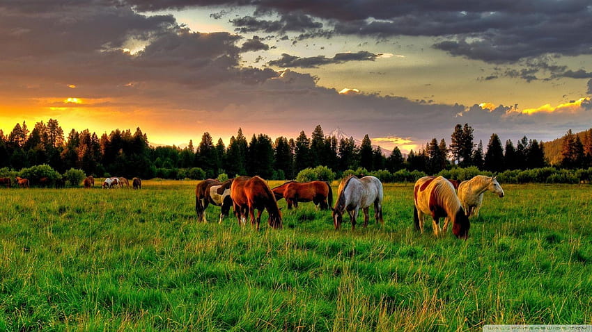 Konie pasące się na polu ❤ dla Ultra, końskie tło Tapeta HD