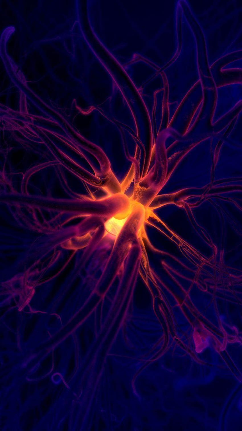 Neurons, Brain Neuron HD wallpaper | Pxfuel