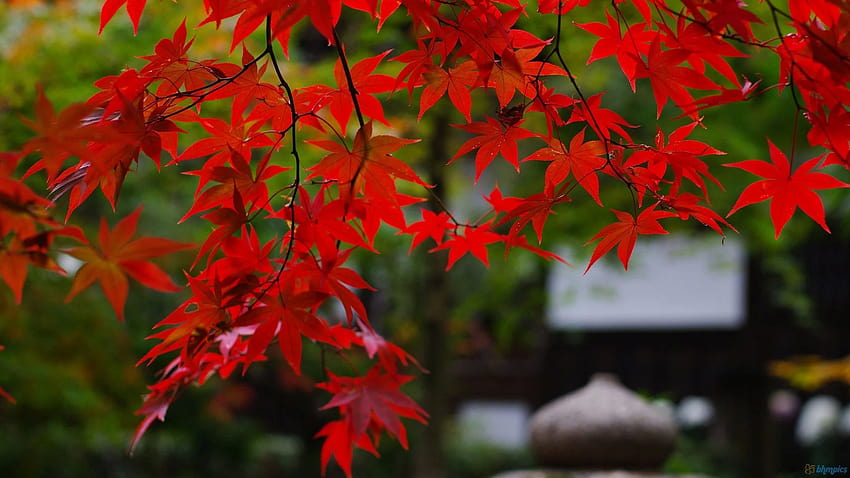 Maple Trees, japanese maple tree HD wallpaper | Pxfuel