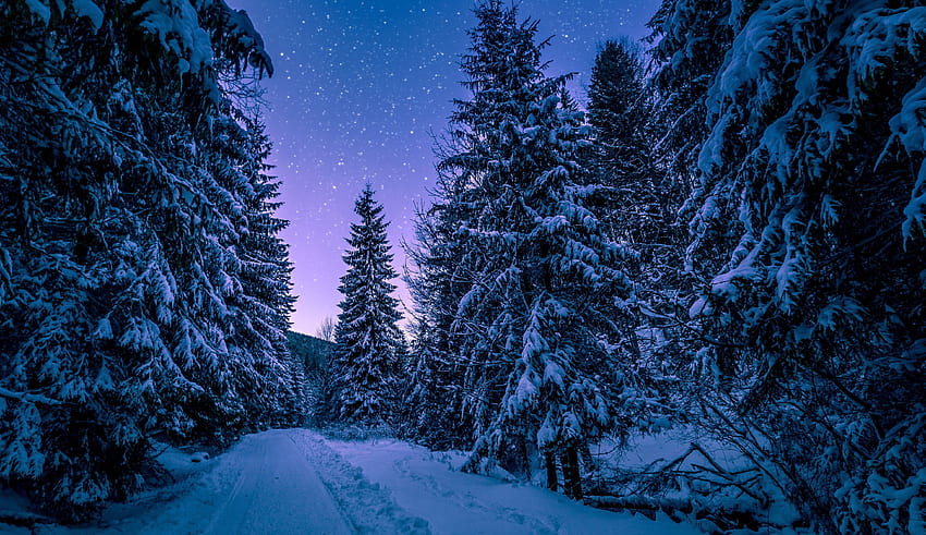 Best Forest At Night, good night forest HD wallpaper