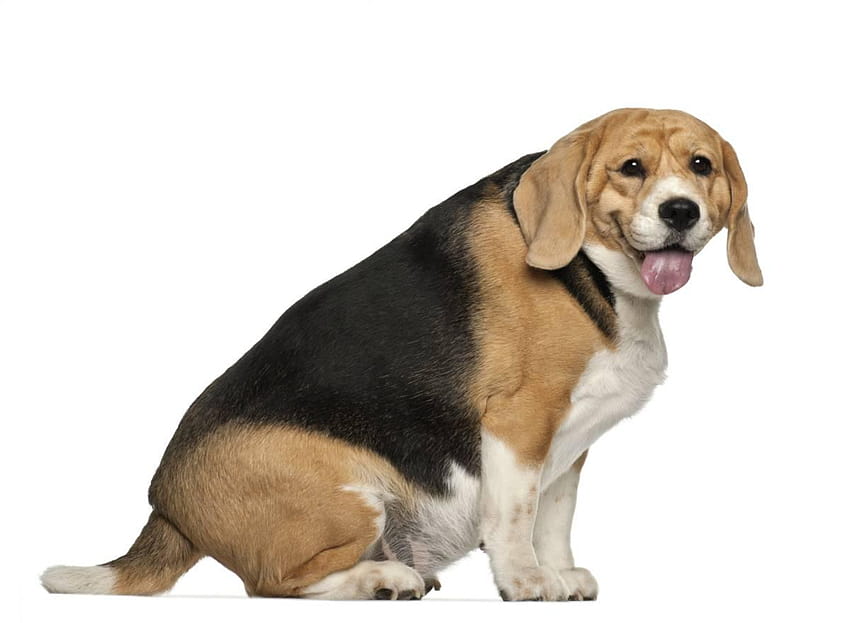 Fat Dog PNG Trasparente Fat Dog .PNG ., cani grassi Sfondo HD