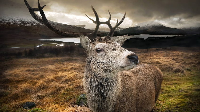 Close up of a red stag in the Scottish Highlands HD wallpaper