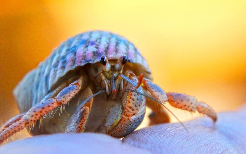 20 Hermit Crab by Sunira 1382 :: Little Crabs HD wallpaper