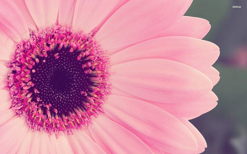 Pink Petals HD wallpaper | Pxfuel