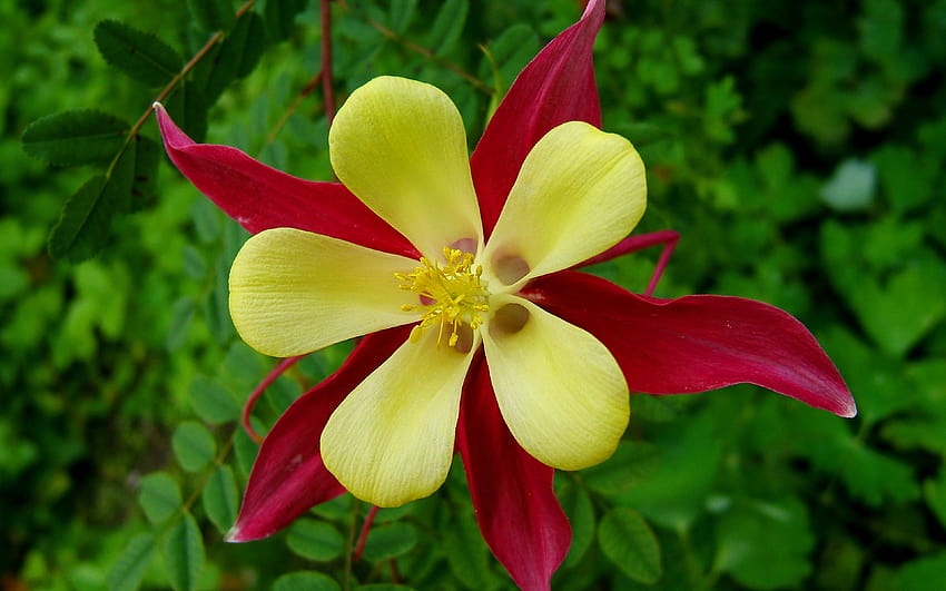 Mckana Giants Columbine Flower Mix Yellow And Dark Red For Mobile Phones Tablet And PC 3840x2400 : 13, dark red yellow flowers petals HD wallpaper