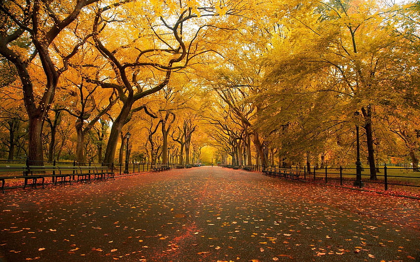 Central Park the mall fall, autumn central park HD wallpaper