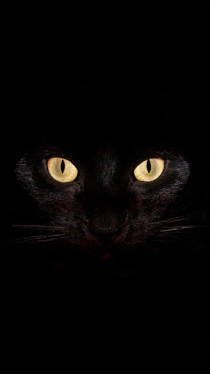 4 Black Cat for Android, cat android HD phone wallpaper | Pxfuel