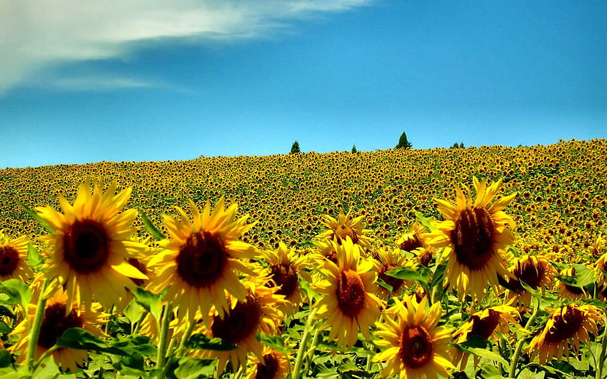 sunflowers, summer flowers macbook air HD wallpaper