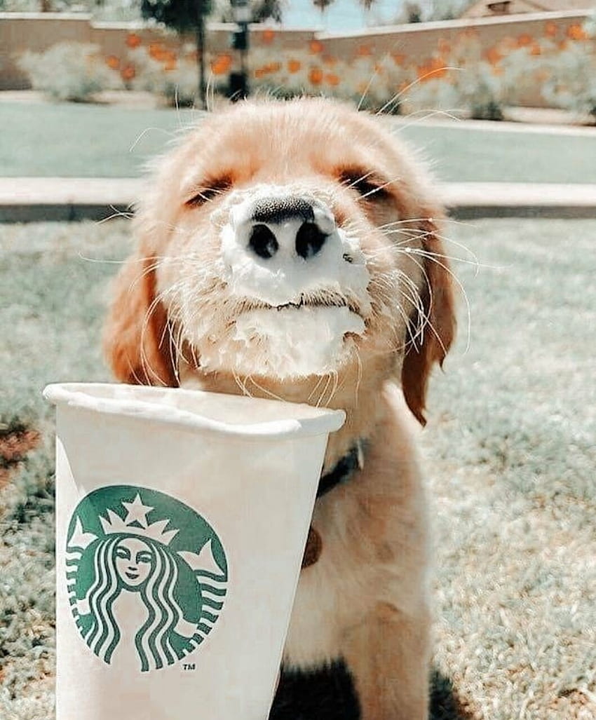 30 about Dogs, cute starbucks puppy HD phone wallpaper