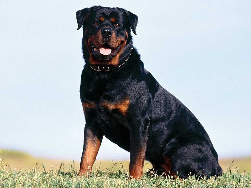 one day i'll have a Rottweiler and name it Charmander!, guard dog HD wallpaper