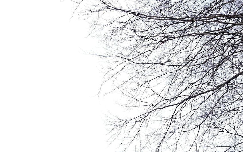 Twig , Twig PC Backgrounds, lovely twig HD wallpaper