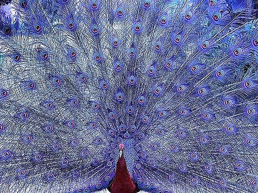 Ptaki Ogon Pawie Pióra Ptak Niebieski ~ Ptaki, fioletowy paw telefon Tapeta HD