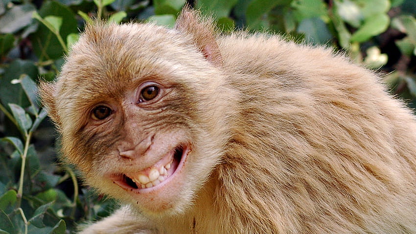 smiling monkey HD wallpaper