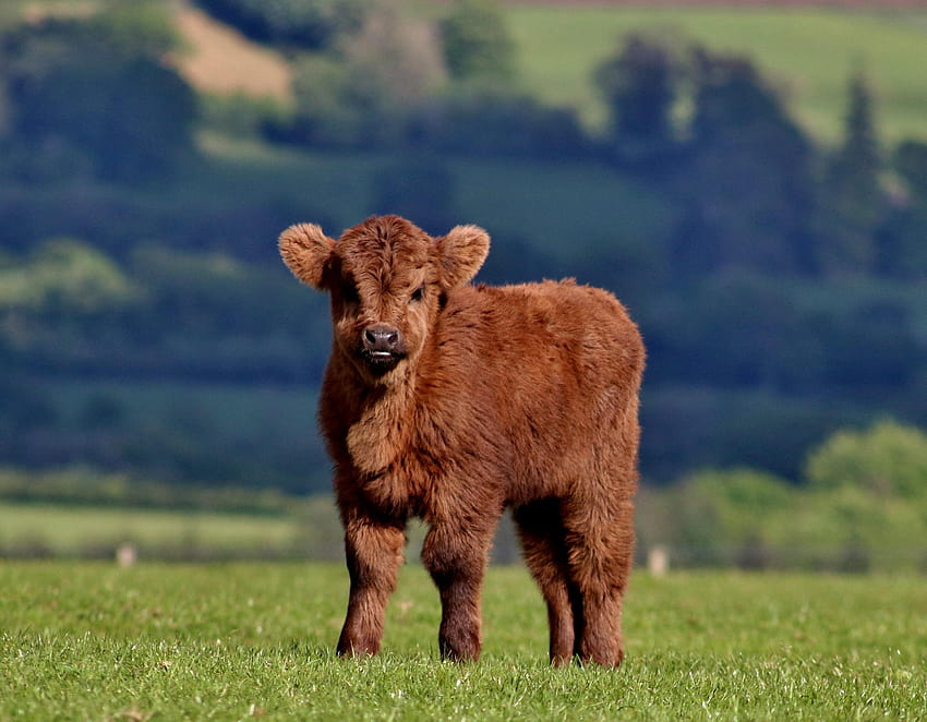 Ternero marrón, ternero, vaca, esponjoso, terneros de vacas bebé fondo de pantalla