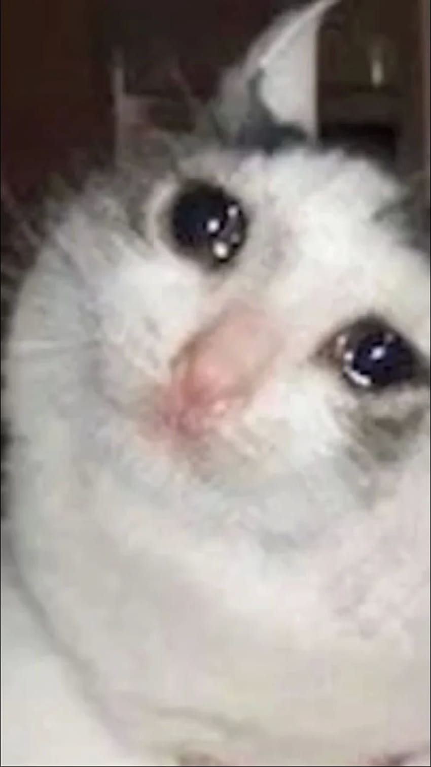 Weinende Katzen-Meme-Herzen HD-Handy-Hintergrundbild