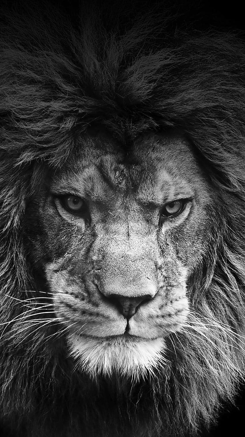 Lion en niveaux de gris, singa Fond d'écran de téléphone HD