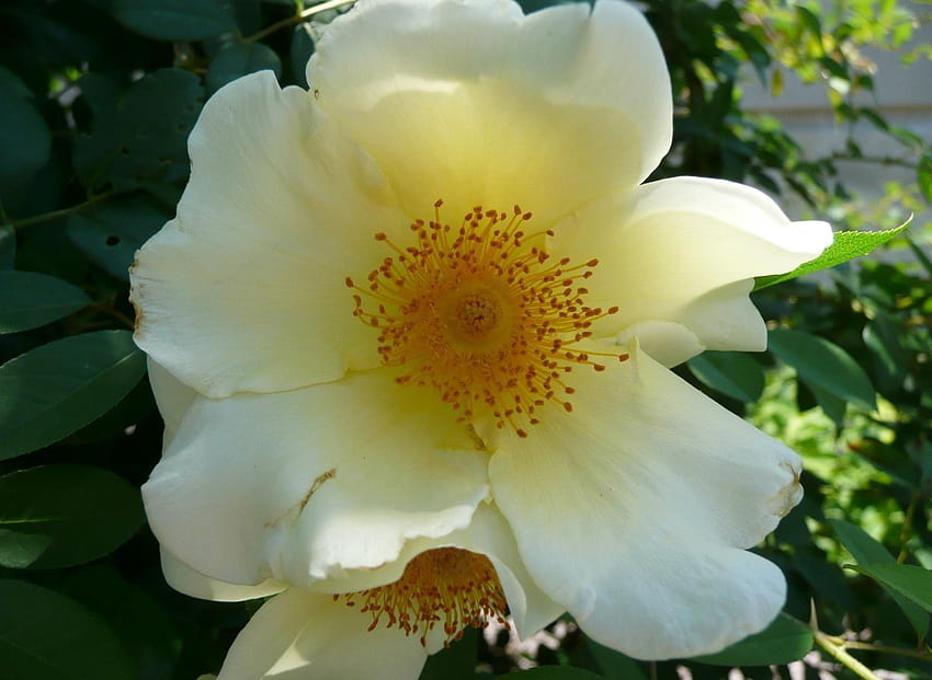 A white double Dog Rose. The original wild rose, from which all, red cliff maids flowers HD wallpaper