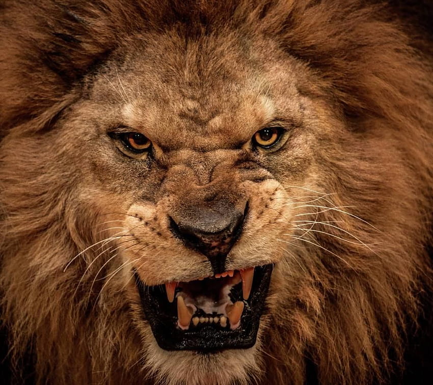 Iphone X Backgrounds Screensaver lion eyes best, lion close up face angry HD wallpaper