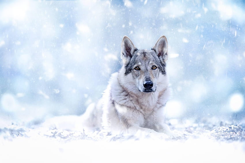 Wolfdog HD wallpaper