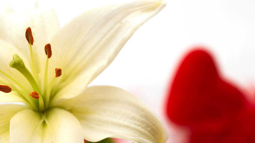 white lily closeup white roses marble kab dogwood flowers daffodils [3008x1996] for your , Mobile & Tablet HD wallpaper