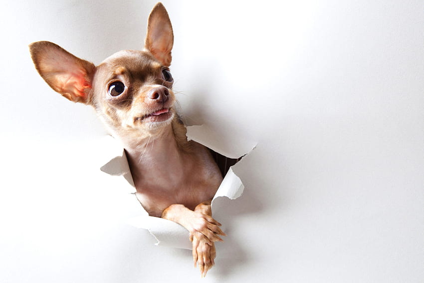 39 Chihuahua, Chihuahuas HD Wallpaper | Pxfuel