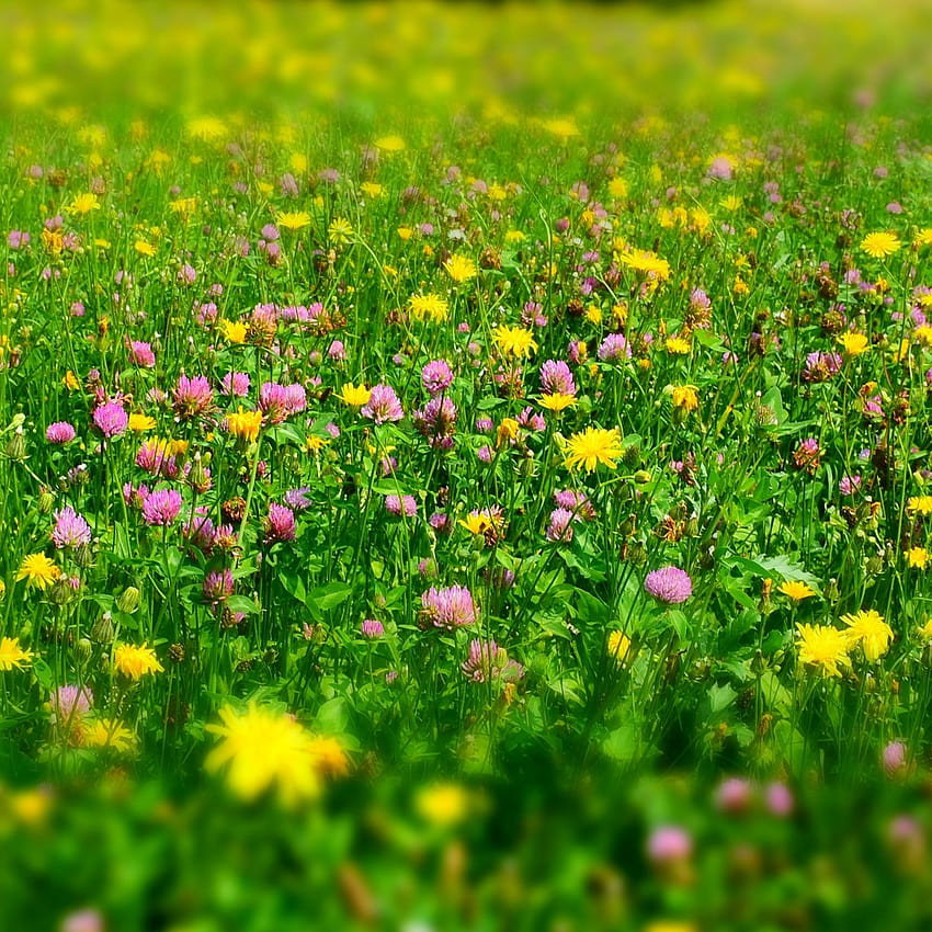 Meadow, plants, wild flowers, spring , 4451x2023, , ed6b06d5, wildflowers in spring HD phone wallpaper