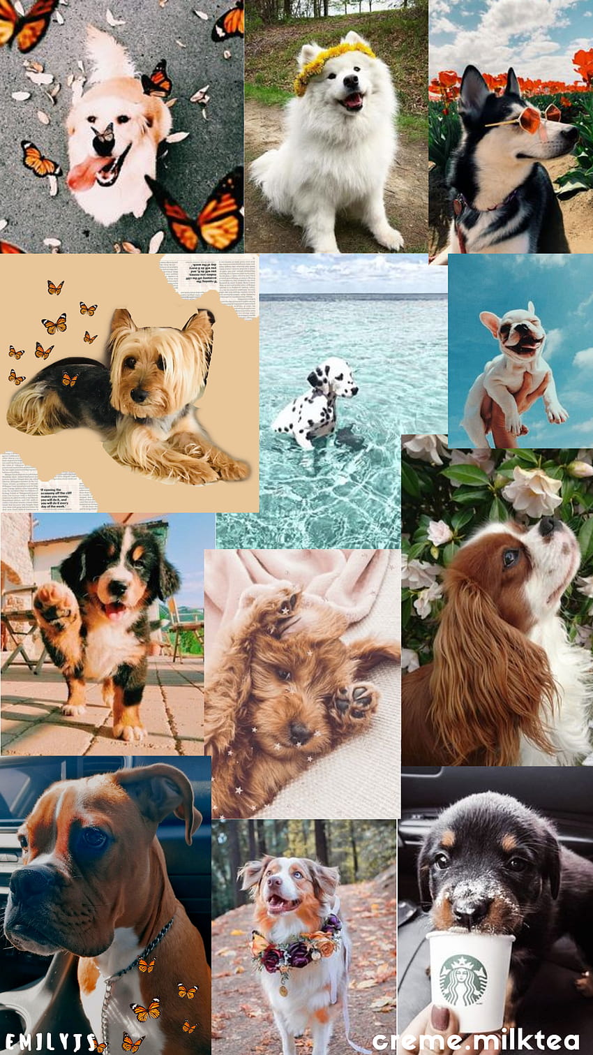 Aesthetic: Dogs, puppy collage HD phone wallpaper