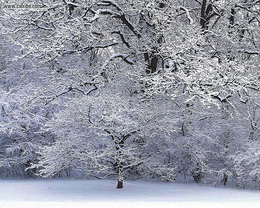 Alam: Winterscape, no. 8339, pemandangan musim dingin Wallpaper HD
