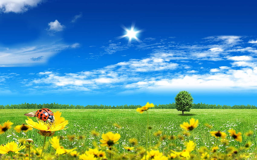 Latar belakang v.2.5 jpeg, padang rumput musim panas, padang rumput musim panas Wallpaper HD