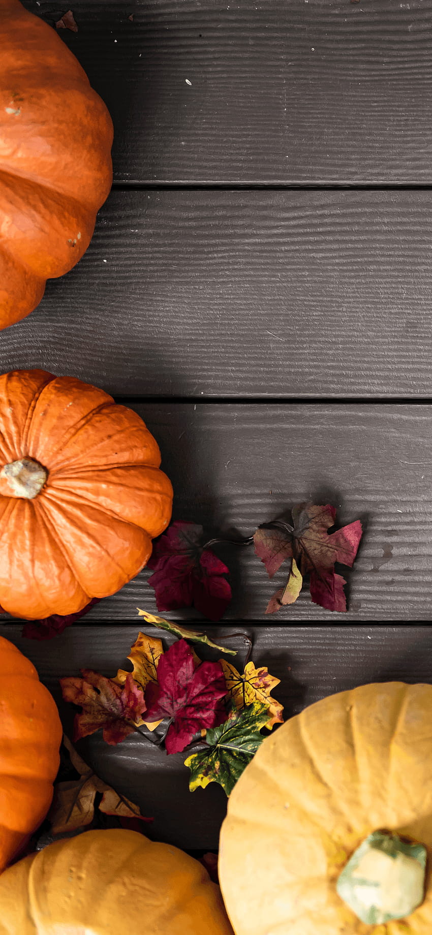 Autumn Pumpkin posted by John Simpson, pumpkin autumn HD phone wallpaper |  Pxfuel