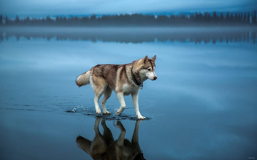 Husky cruza un lago congelado después de la lluvia. :, caminando hacia atrás fondo de pantalla