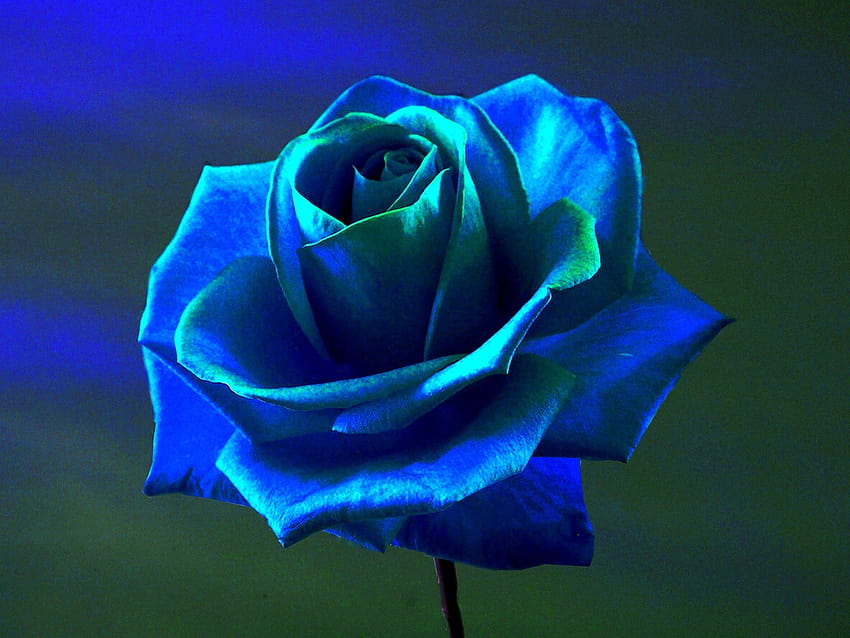 Blue Rose Gorąca wyprzedaż, 53% TANIEJ, niebiesko-czerwona róża Tapeta HD