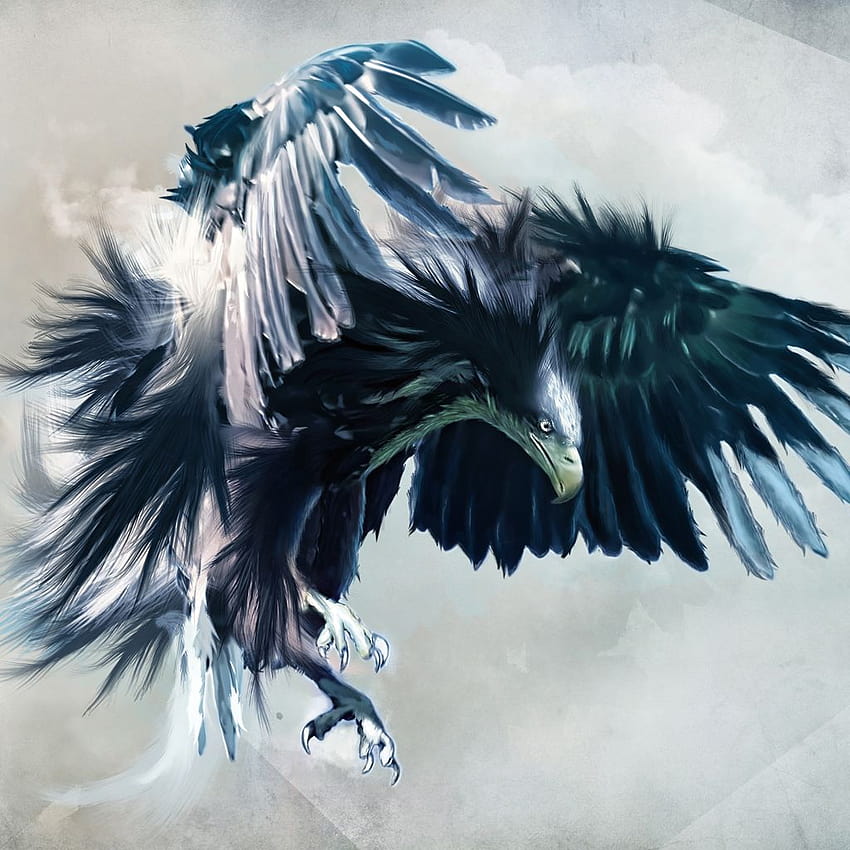 Eagle Hawk, harpy eagle HD phone wallpaper