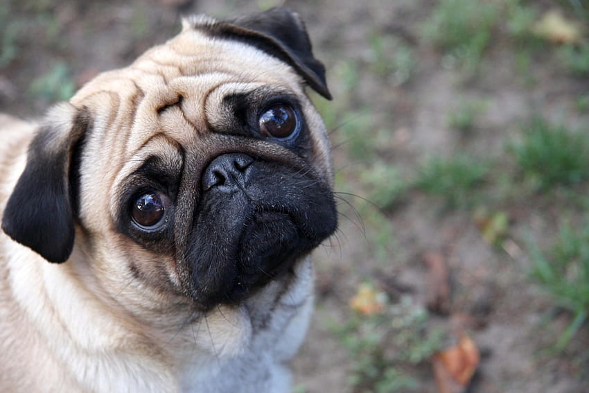 Pug, vodafone dog mobile HD wallpaper Pug, vodafone dog mobile HD wallpaper