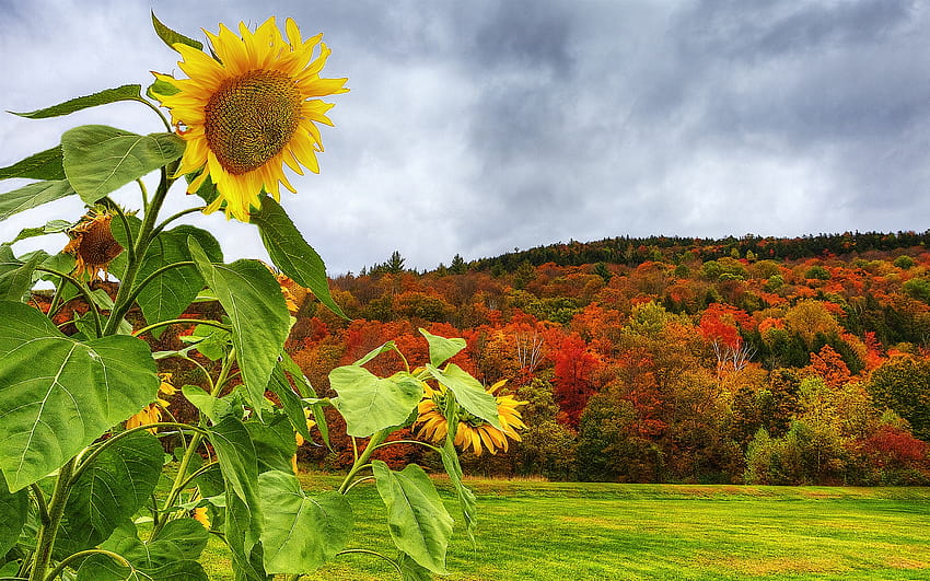 Girasol, montaña, árboles, hierba, otoño 1920x1200, girasol otoño fondo de  pantalla | Pxfuel