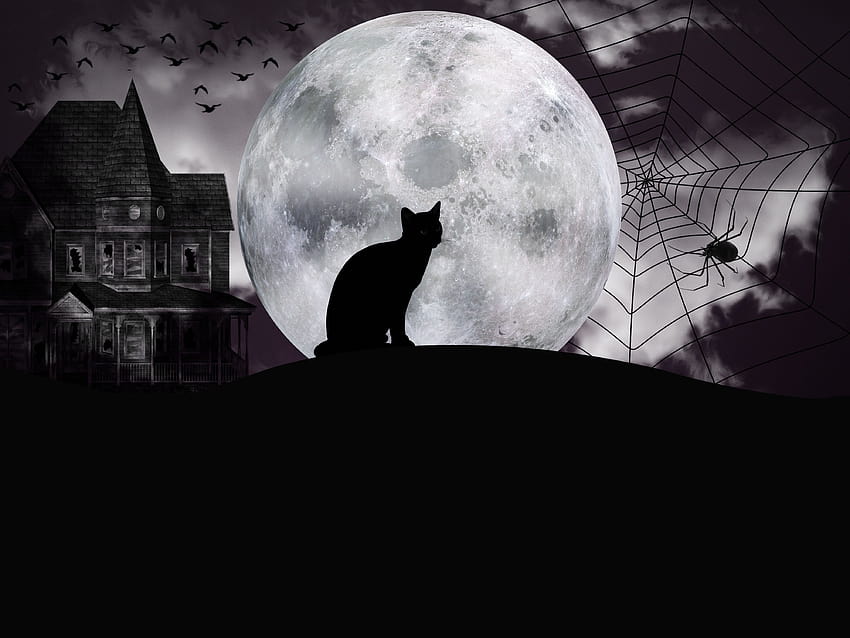 Black cat on the backgrounds of the big moon on Halloween and, halloween cat moon HD wallpaper