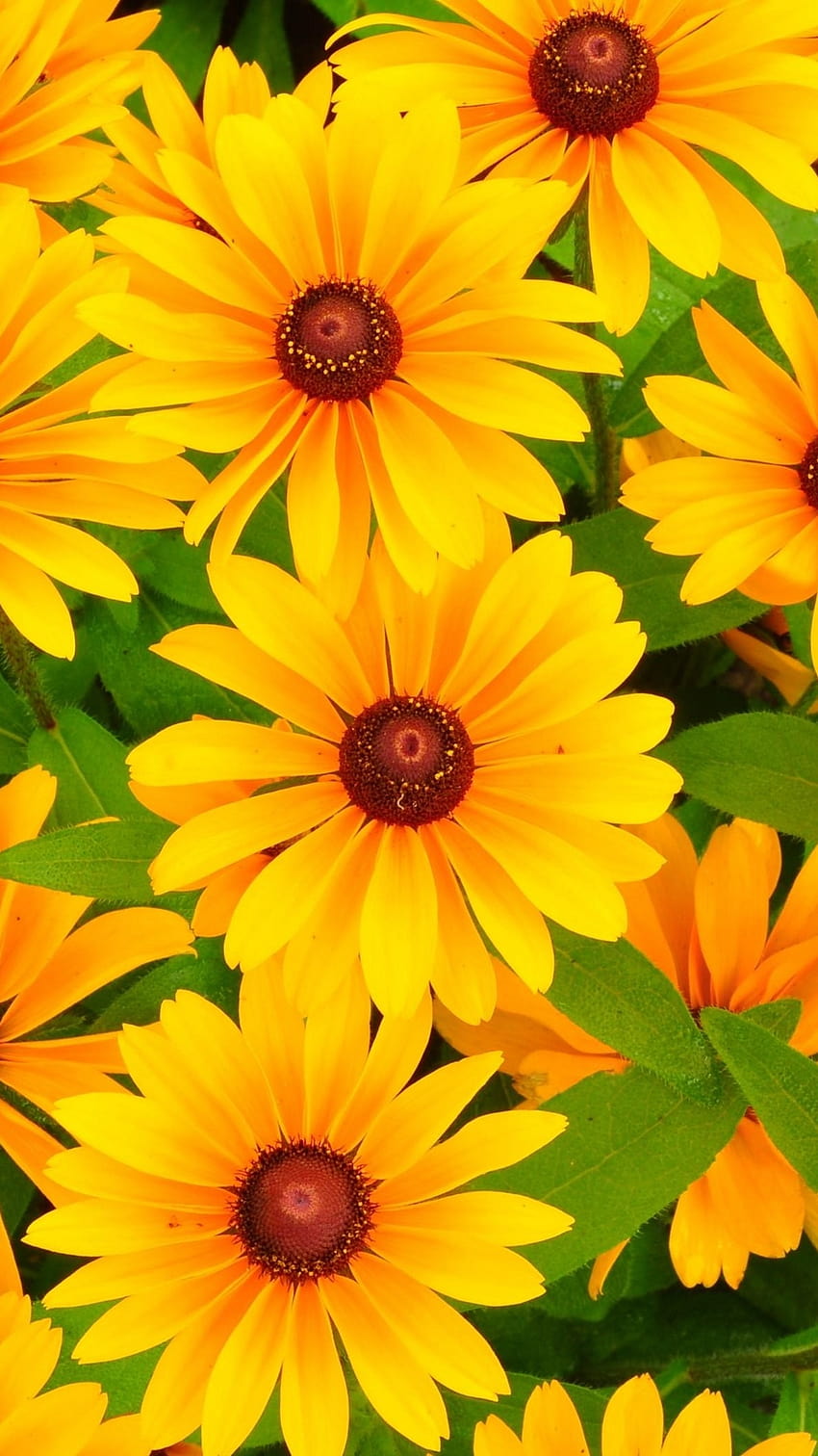 Rudbeckia, 꽃, 밝은, 노란색, 밝은 노란색 꽃 HD 전화 배경 화면