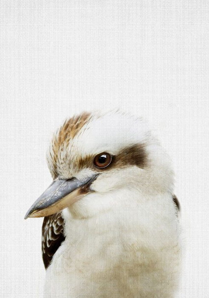 Kookaburra – 높음 HD 전화 배경 화면