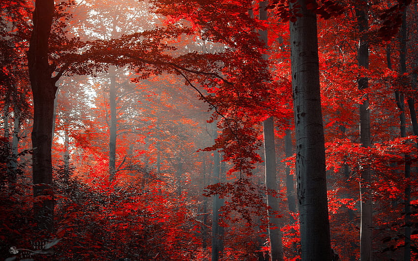 Red Autumn Forest, red fall forest HD wallpaper | Pxfuel