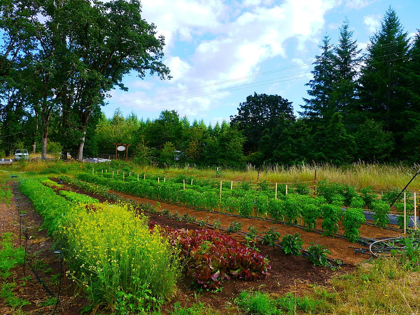 Small farms produce more food than statistics show – Horizon Magazine Blog, little farm HD wallpaper