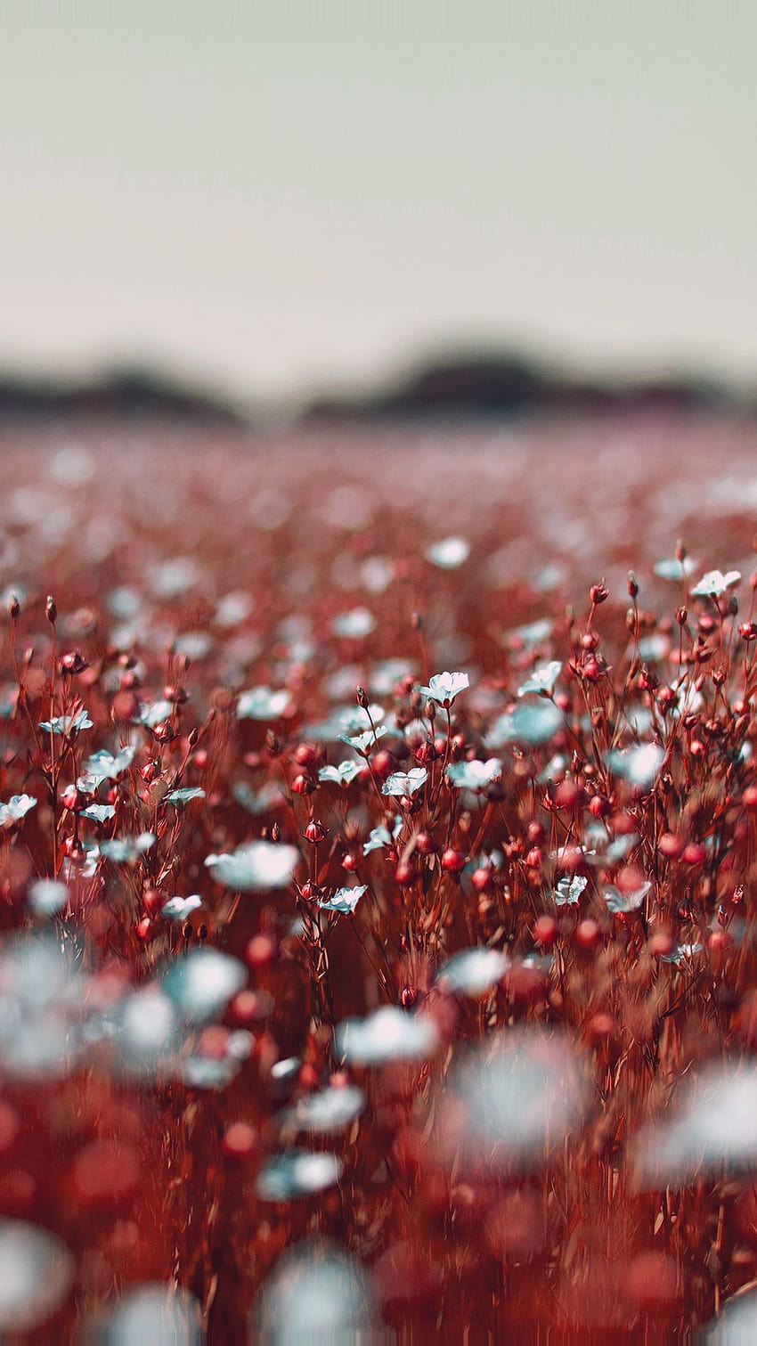 ทุ่งดอกคอสมอสสีแดง ฤดูใบไม้ผลิ ธรรมชาติ สวยงาม หุ่นยนต์ธรรมชาติที่สวยงาม วอลล์เปเปอร์โทรศัพท์ HD