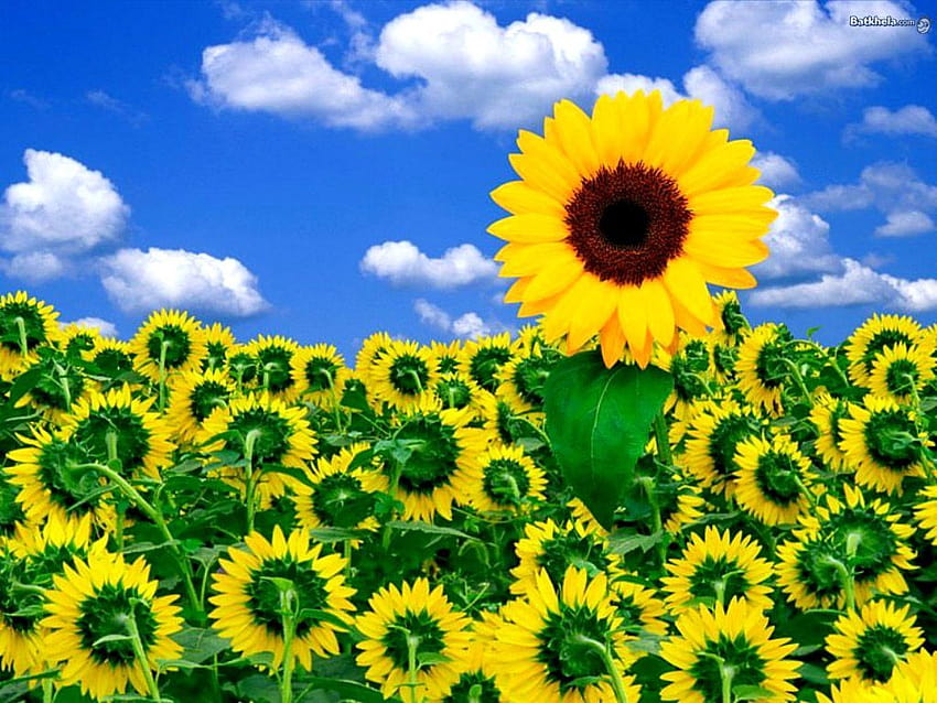 Flower Sunshine, summer floral sun HD wallpaper