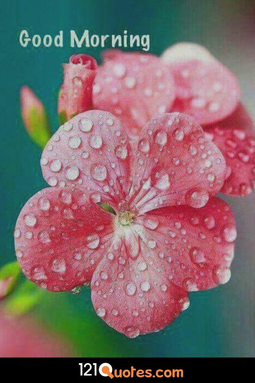 14 Beautiful Good Morning , Pic in, morning flower HD phone wallpaper