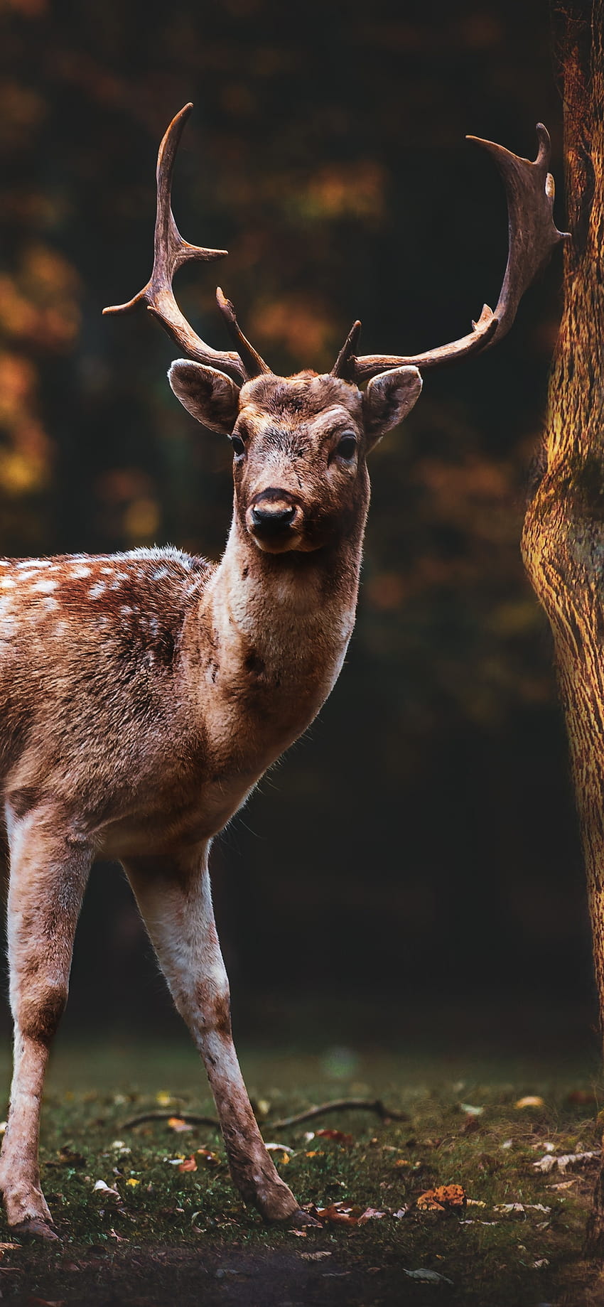 휴경 사슴 , 다람쥐, 새, 나무, 숲, 가을, , 동물 HD 전화 배경 화면
