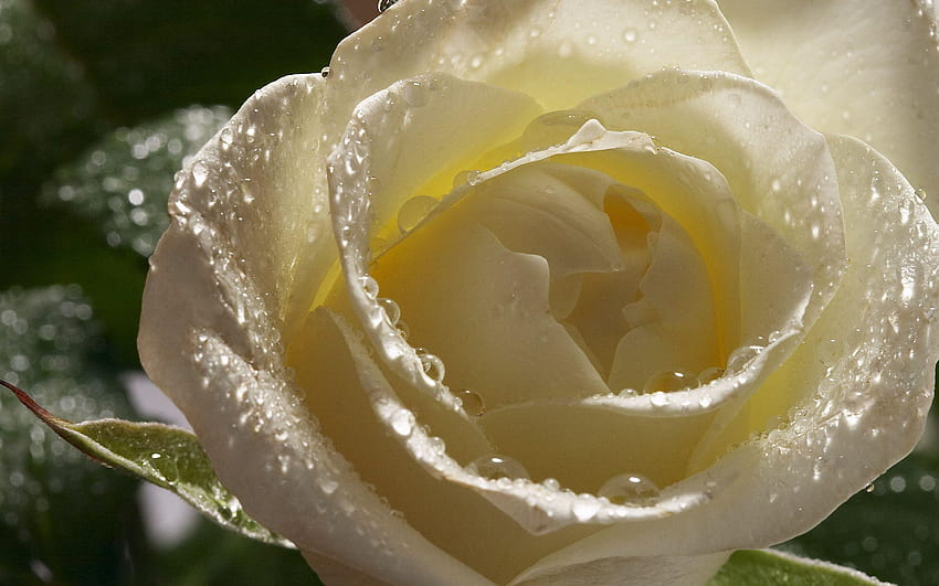 Fehér Rózsa 2560x1600, ivory rose HD wallpaper